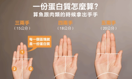 手掌大小蛋白質