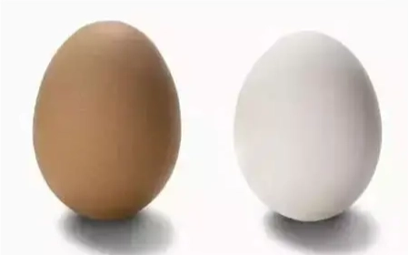 雞蛋營養價值