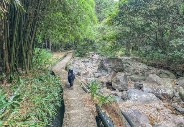陽明山古道 陽明山古道