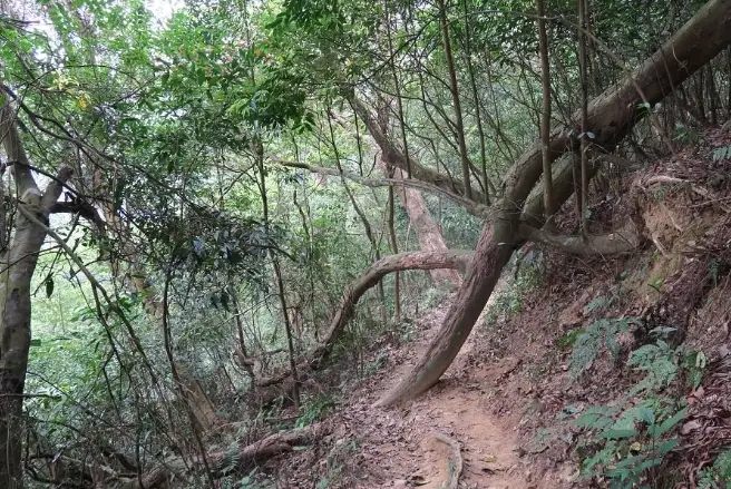 健行路線 健行路線