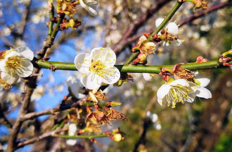 南投賞梅