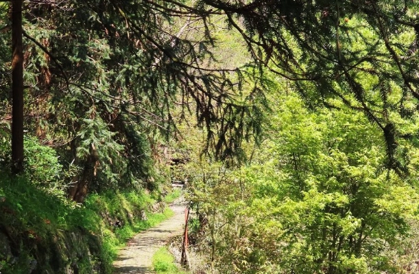 龜山森林步道 龜山森林步道