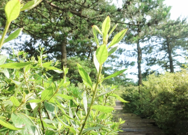 龜山森林步道 龜山森林步道