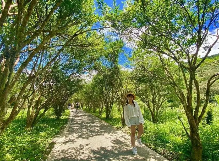 苗栗森林秘境全攻略：探訪三座隱世步道與實用旅行指南