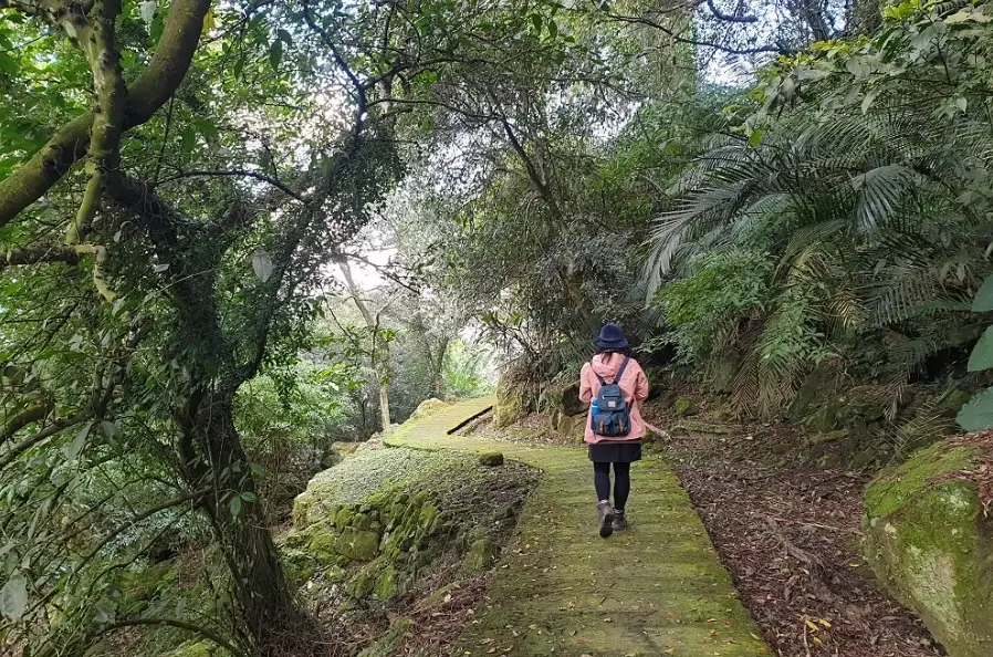 新店登山步道 新店登山步道