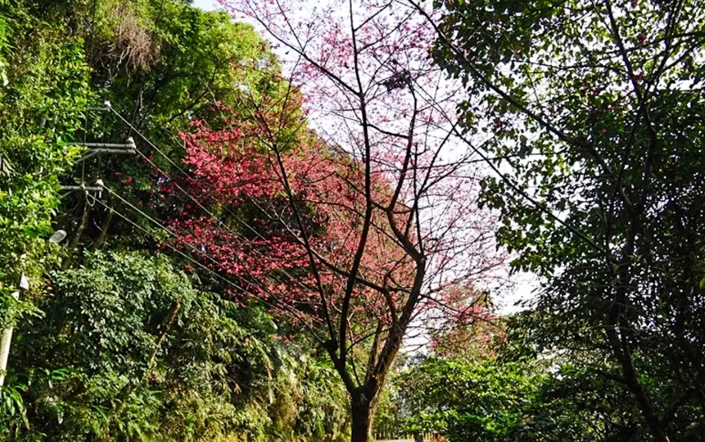 大同山怎麼去 大同山怎麼去