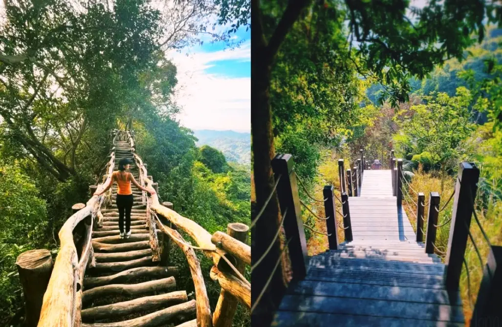 大坑七號步道 大坑七號步道