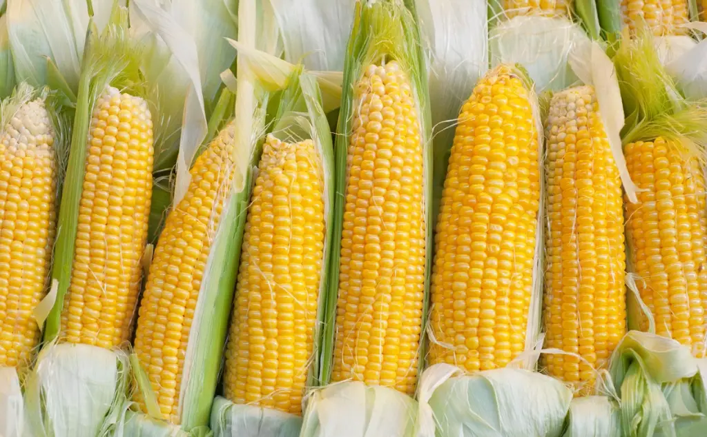 玉米熱量 玉米熱量