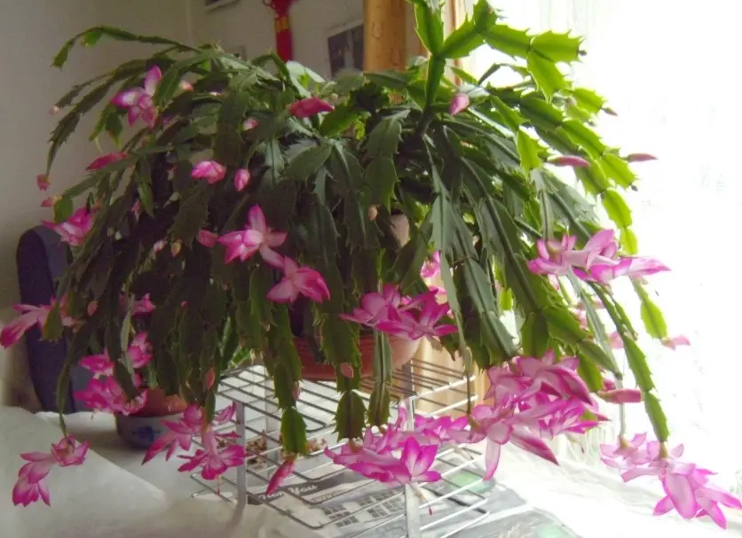 螃蟹蘭花期 螃蟹蘭花期