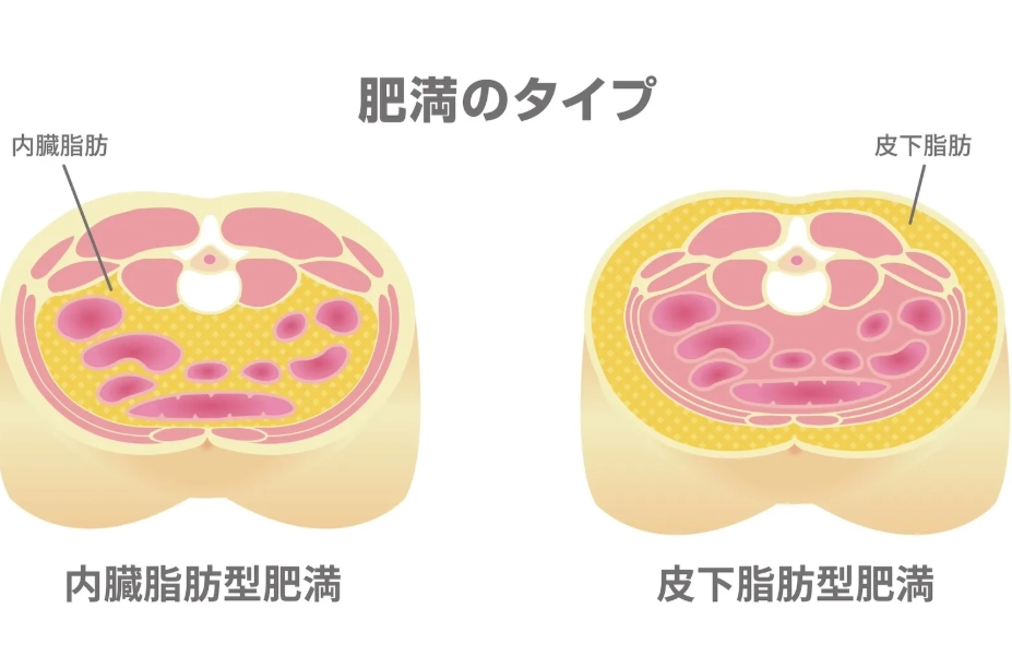 體脂率過高 體脂率過高