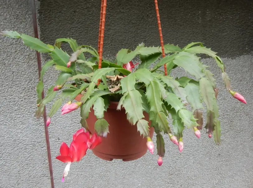 螃蟹蘭花期 螃蟹蘭花期