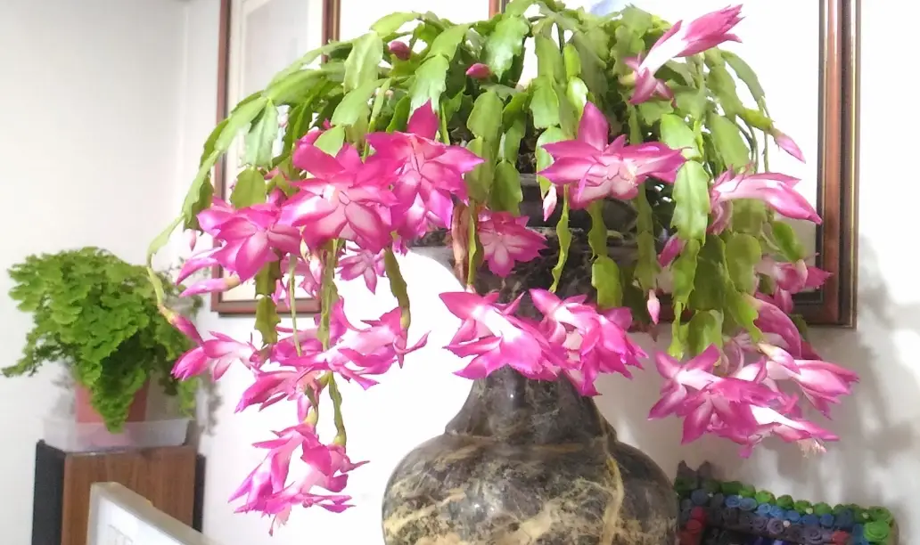 螃蟹蘭照顧：掌握澆水、施肥、花期管理的關鍵技巧