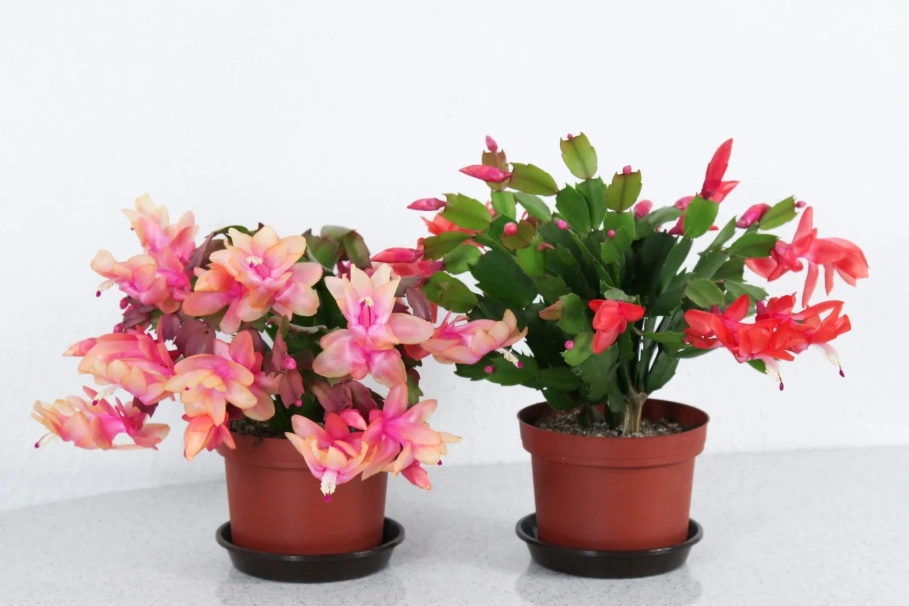 螃蟹蘭花期 螃蟹蘭花期