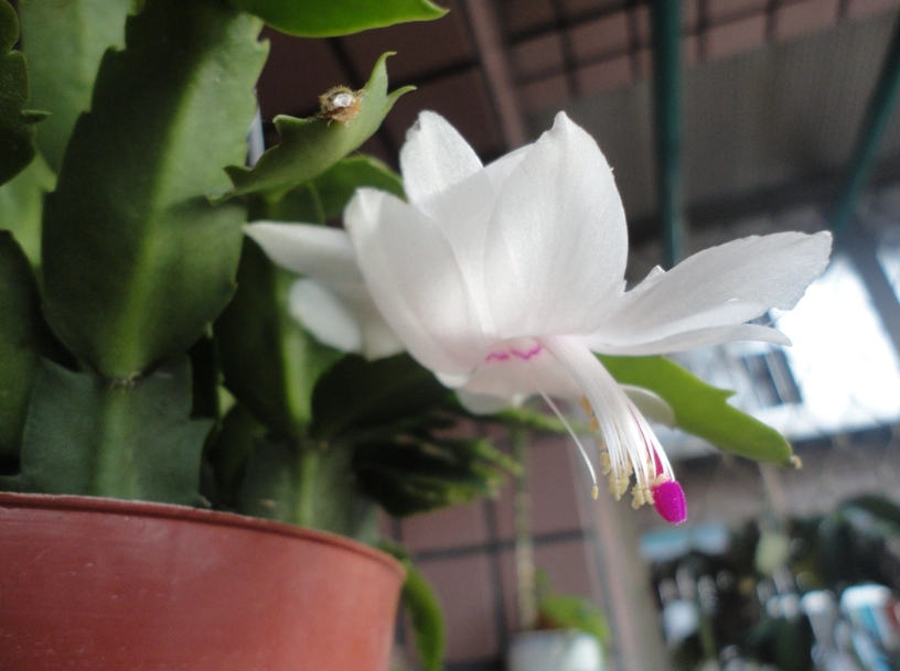 螃蟹蘭花期 螃蟹蘭花期