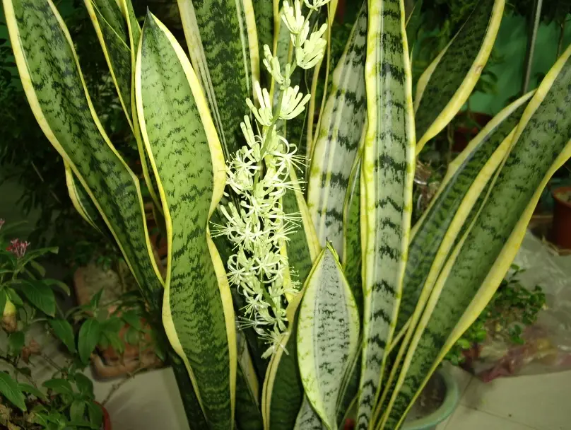 臥室植物