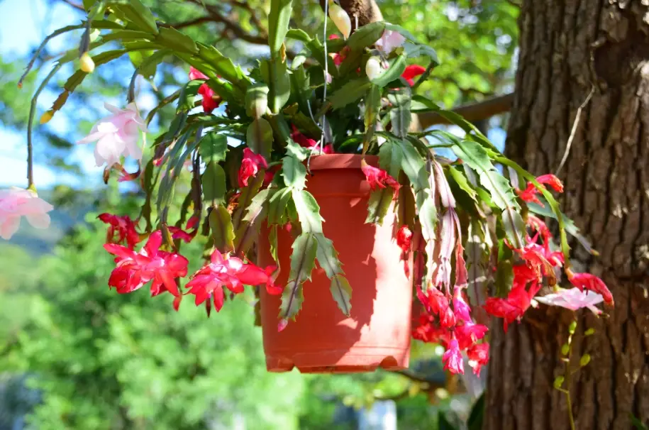 蟹爪蘭花苞 蟹爪蘭花苞