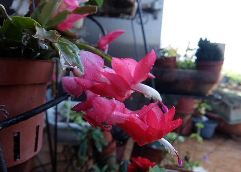 蟹爪蘭花苞 蟹爪蘭花苞