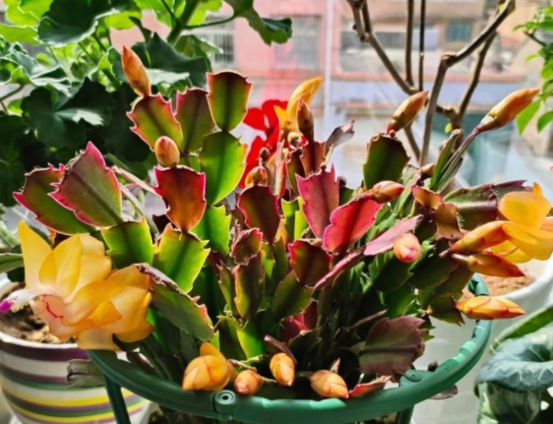 蟹爪蘭開花 蟹爪蘭開花