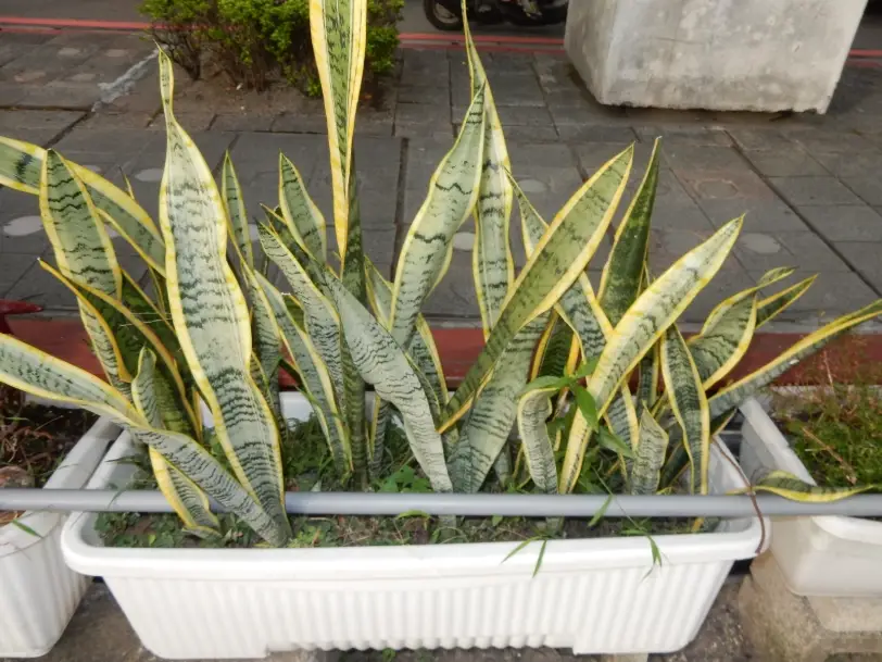 虎尾蘭擺放位置