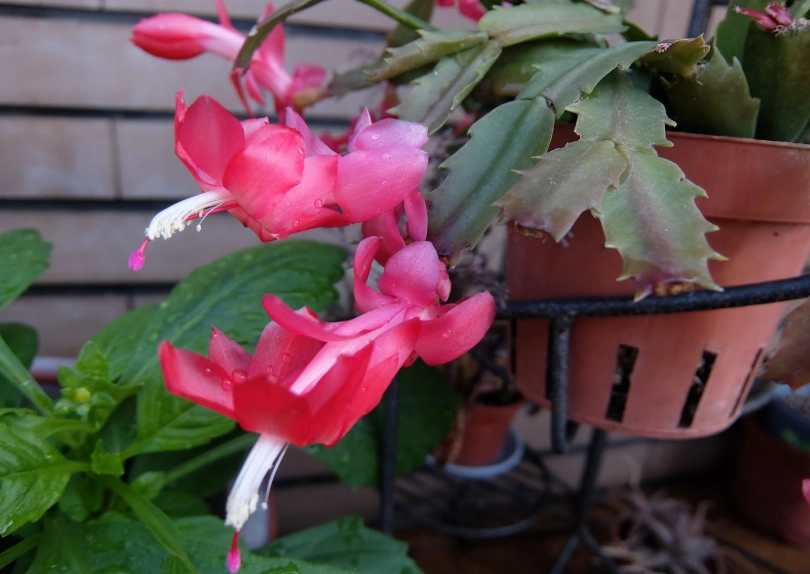 蟹爪蘭花苞 蟹爪蘭花苞