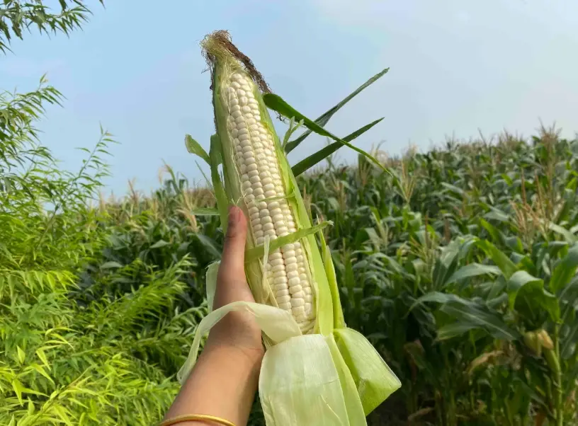 玉米熱量 玉米熱量