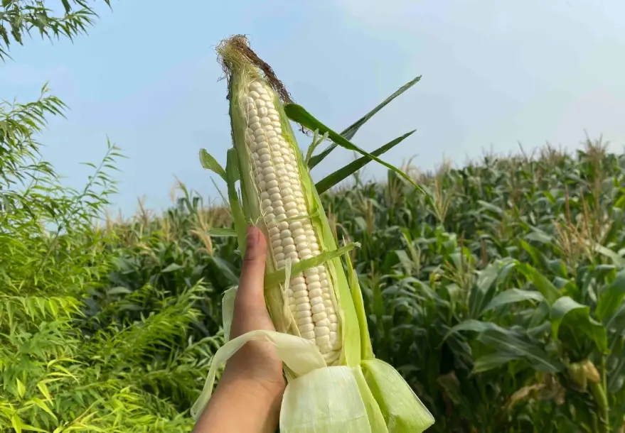 玉米熱量 玉米熱量