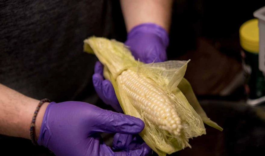 玉米熱量 玉米熱量