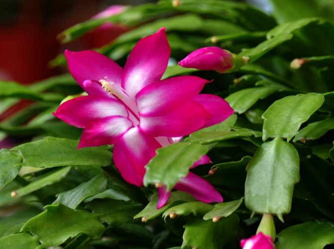 螃蟹蘭花期