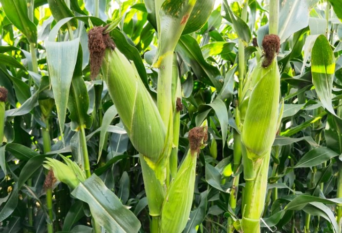 玉米營養價值 玉米營養價值