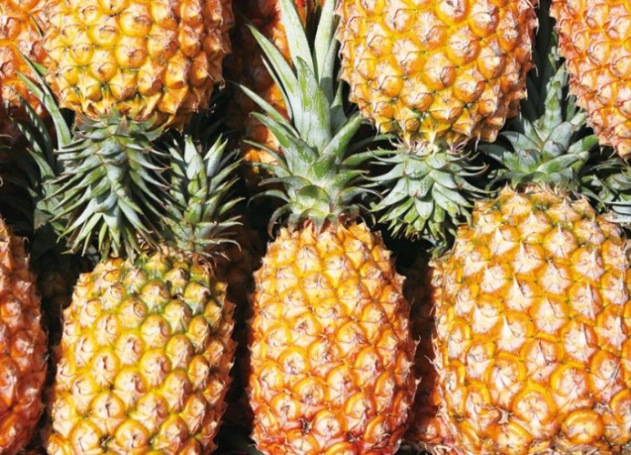 鳳梨酵素益生菌副作用