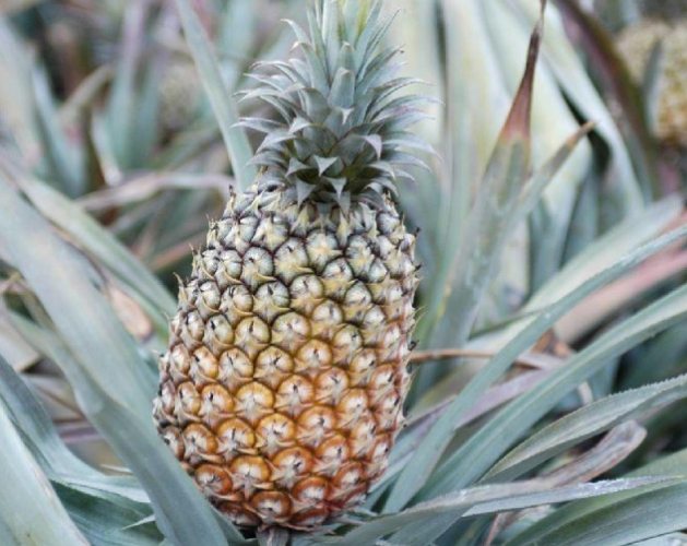 鳳梨酵素益生菌推薦