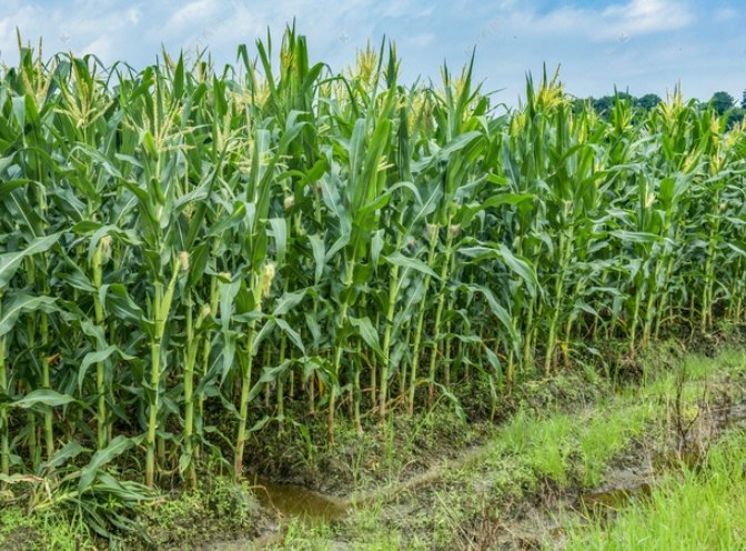 水果玉米 GI值 水果玉米 GI值