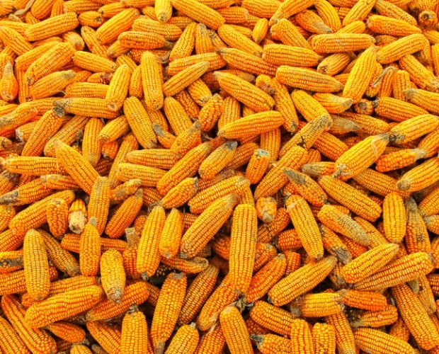 如何挑選甜玉米