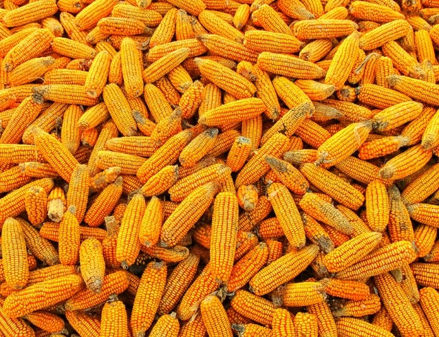 玉米營養價值