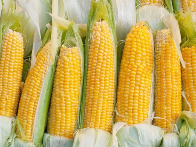 水果玉米 GI值 水果玉米 GI值