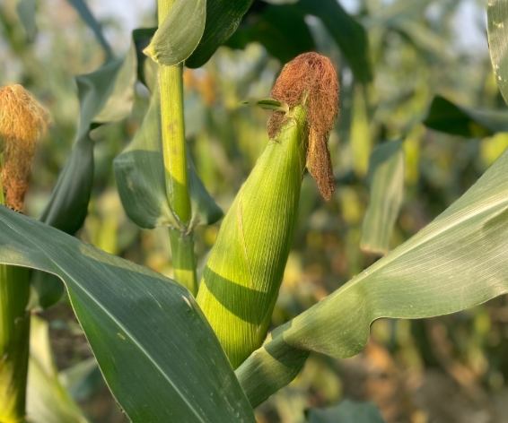 糯玉米減肥 糯玉米減肥