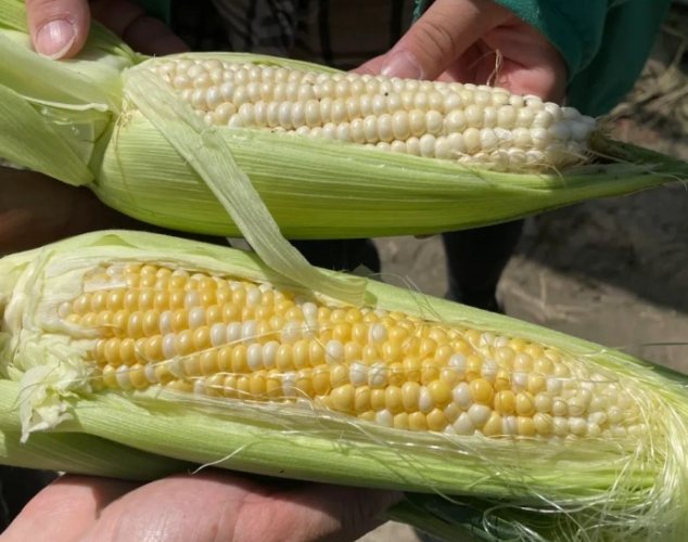 水果玉米 升糖指數 水果玉米 升糖指數