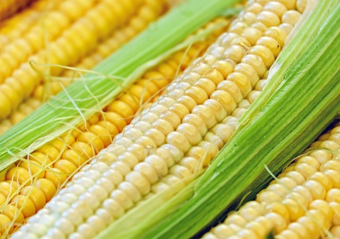 玉米營養價值