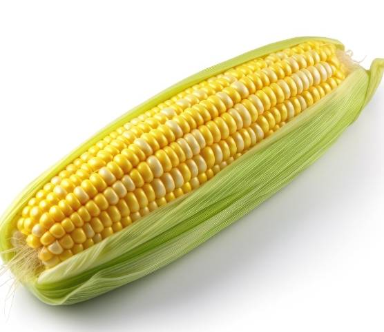 玉米營養