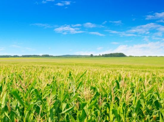 一根水煮玉米熱量