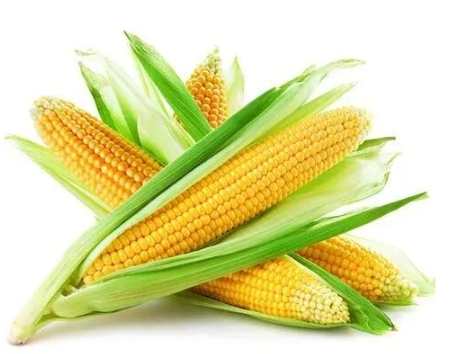 玉米卡路里 玉米卡路里