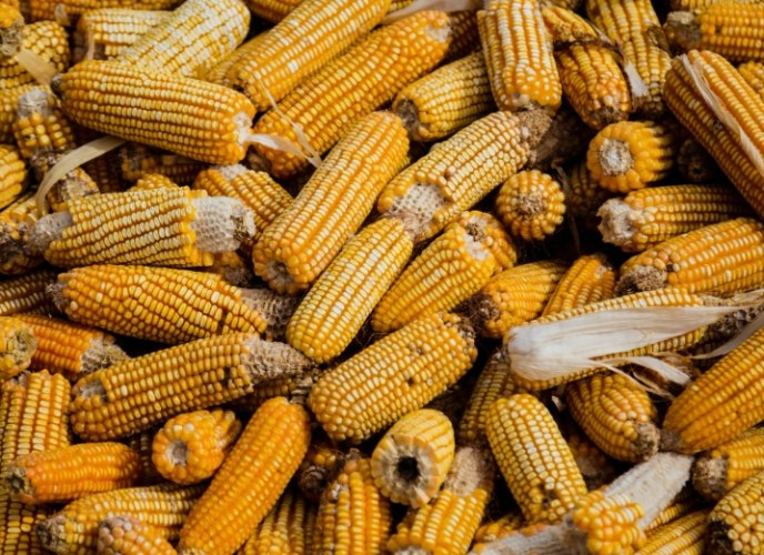 玉米膳食纖維怎麼吃