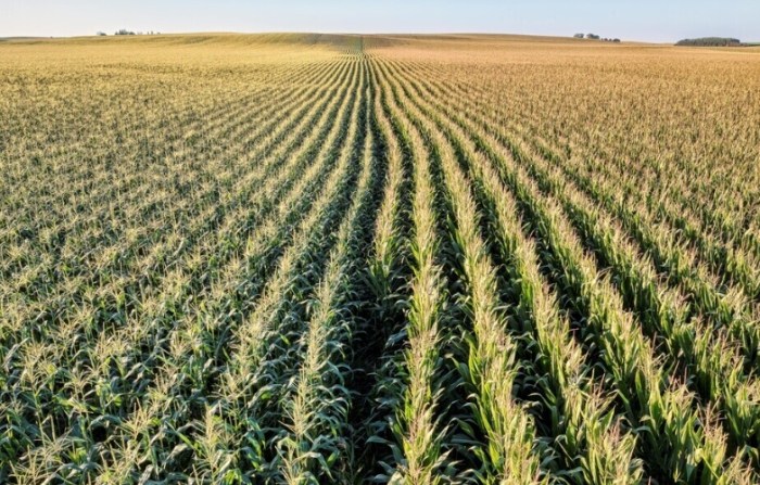 玉米罐頭血糖影響