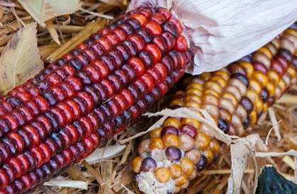 玉米膳食纖維好處