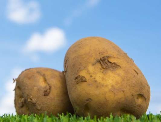 100g馬鈴薯營養 100g馬鈴薯營養