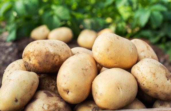 馬鈴薯糖尿病飲食