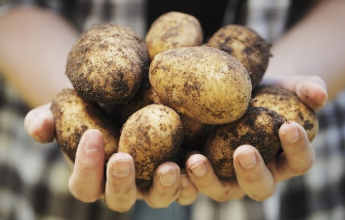 馬鈴薯糖尿病飲食