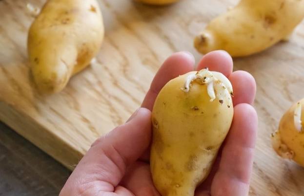 馬鈴薯飲食禁忌