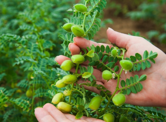 低澱粉豆類 低澱粉豆類