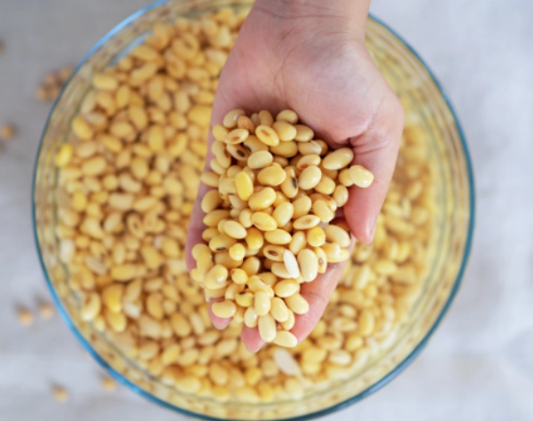 黑豆與黃豆差異